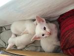     
: котик бали.jpg
: 11
:	60.0 
ID:	8723095