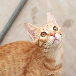     
: DSC_0098_1.jpg
: 10
:	65.9 
ID:	8748684