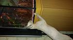     
: 20141001_125223.jpg
: 9
:	75.0 
ID:	8787020