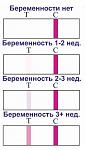     
: top_early_pregnancy.jpg
: 42
:	89.2 
ID:	8793399