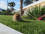     
: IMG_8474.jpg
: 17
:	228.5 
ID:	8793726