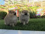     
: IMG_8010.jpg
: 14
:	185.8 
ID:	8793727
