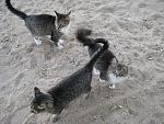     
: IMG_9780.jpg
: 45
:	197.4 
ID:	8800330