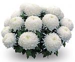     
: angelys.jpg
: 78
:	20.1 
ID:	8805539