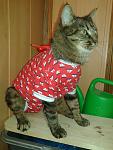     
: 20141004_173221.jpg
: 10
:	97.7 
ID:	8806223