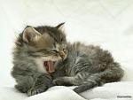     
: 35203_a_ya_prosnulsya.jpg
: 10
:	62.6 
ID:	8808822