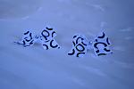     
: DSC_0965.jpg
: 56
:	54.2 
ID:	8821262