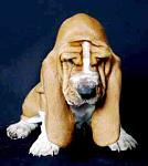     
: f20100309124948-basset-hound-peppy.jpg
: 48
:	14.5 
ID:	8826588