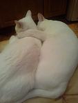     
: IMG_20140925_204215772.jpg
: 9
:	52.1 
ID:	8874087