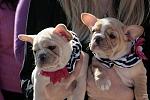     
: 1267666365_bulldog_beauty_contest_04.jpg
: 22
:	50.4 
ID:	887484