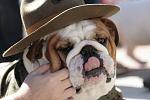     
: 1267666380_bulldog_beauty_contest_16.jpg
: 14
:	45.5 
ID:	887485