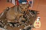     
: IMG_1684.jpg
: 23
:	156.4 
ID:	8884403