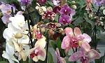     
: орхи из телефон&#1.jpg
: 15
:	154.2 
ID:	8884698