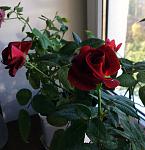     
: IMG_0511_500.jpg
: 8
:	80.2 
ID:	8887890