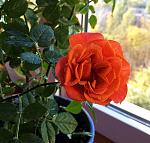     
: IMG_0515_500.jpg
: 10
:	96.0 
ID:	8887891