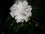     
: 20141018_083615.jpg
: 23
:	100.8 
ID:	8888652