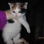     
: кот3.jpg
: 7
:	5.8 
ID:	8895025