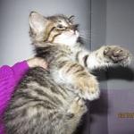     
: кот1.jpg
: 6
:	8.7 
ID:	8895026