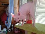     
: 2014-10-19 10.24.43.jpg
: 15
:	113.7 
ID:	8901381