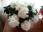     
: 20140930_092559.jpg
: 7
:	109.6 
ID:	8904709