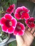     
: DSC_2883.jpg
: 9
:	74.0 
ID:	8910878