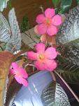     
: DSC_3111.jpg
: 11
:	89.6 
ID:	8910880