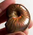     
: 560px-iridescentammonite.jpg
: 98
:	51.1 
ID:	891272