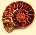     
: 081_ammonit_1.jpg
: 75
:	13.2 
ID:	891284