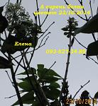     
: IMG_0581 сирень.jpg
: 28
:	107.0 
ID:	8920803