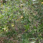     
: IMG_2698.jpg
: 22
:	269.7 
ID:	8926456