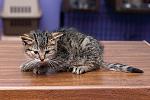     
: DSC_1417_1.jpg
: 17
:	191.9 
ID:	8928289