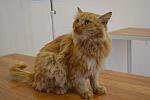     
: Рыжик из клиник&#1.jpg
: 12
:	71.5 
ID:	8928445