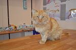     
: Рыжик из клиник&#1.jpg
: 14
:	80.6 
ID:	8928446
