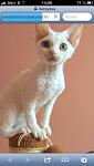     
: image.jpg
: 13
:	50.7 
ID:	8935103