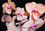     
: 8b5d7b65bcdce8840cf8b34dd1bcdf19.jpg
: 9
:	69.8 
ID:	8940434