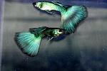     
: 1238011031_308_FT1955_img53.jpg
: 16
:	23.3 
ID:	8945440