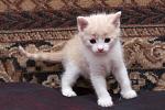     
: DSC_0005.jpg
: 14
:	107.4 
ID:	8948437
