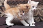     
: DSC_0013.jpg
: 15
:	85.6 
ID:	8948441