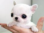     
: pic222607_caine_Chihuahua.jpg
: 5
:	33.1 
ID:	8958997