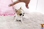     
: mspuppyconnection_chihuahua-a2011101913196.jpg
: 6
:	31.3 
ID:	8958998