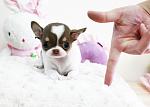     
: Chihuahua.jpg
: 5
:	239.5 
ID:	8959001