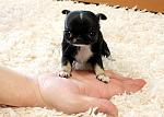     
: 6686125a511963861f42f0556503bff8.jpg
: 3
:	36.8 
ID:	8959002