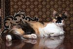     
: DSC_2154.jpg
: 14
:	221.1 
ID:	8972139