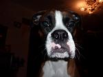     
: P1000008_1.jpg
: 50
:	94.8 
ID:	897504