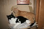     
: IMG_1390.jpg
: 14
:	136.3 
ID:	8985968