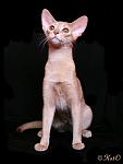     
: ella9.jpg
: 37
:	52.4 
ID:	900073