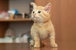     
: DSC_0021.jpg
: 20
:	102.0 
ID:	9001846
