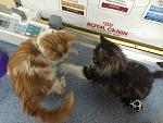     
: IMG_2335.jpg
: 5
:	147.1 
ID:	9003605