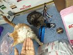     
: IMG_2286.jpg
: 6
:	145.5 
ID:	9003626