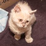     
: DSC_2938.jpg
: 100
:	66.7 
ID:	9003687